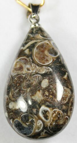 Teardrop Shaped Fossil Turritella (Gastropod) Pendant #26905